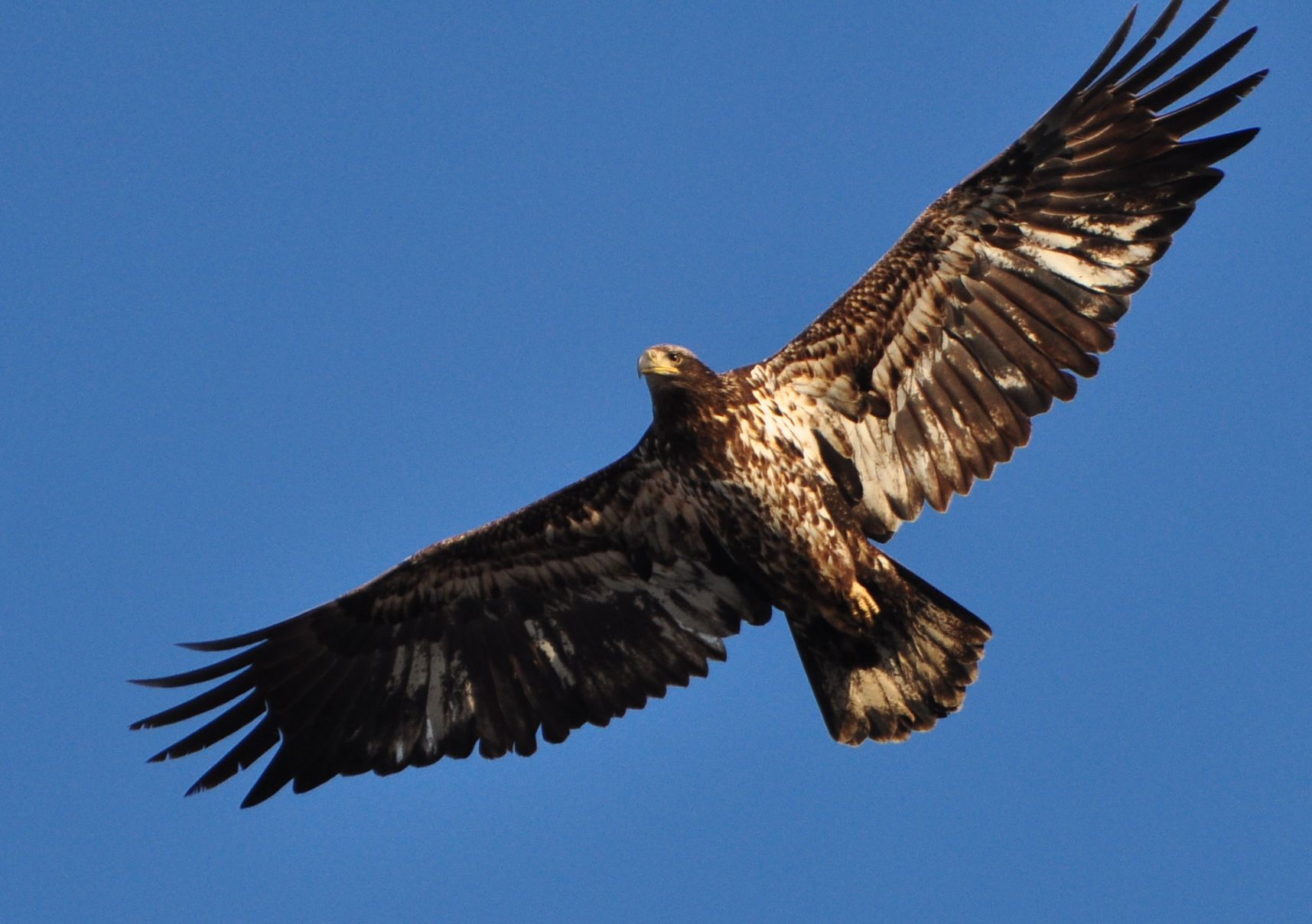 Bald Eagle 3